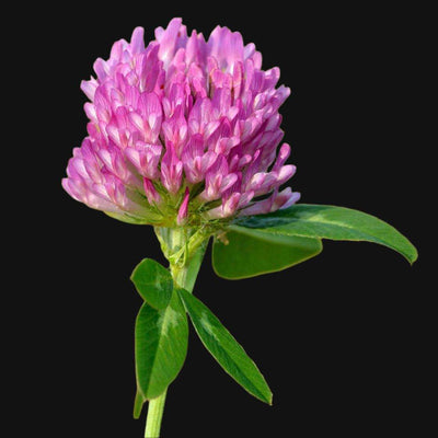 Flor de Trébol Rojo